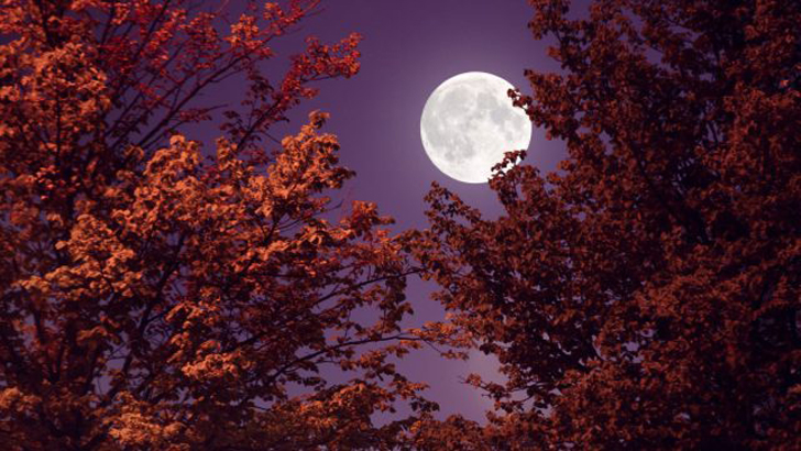 Лунный календарь садовых и огородных работ на октябрь 2023 года. © womenshealthmag