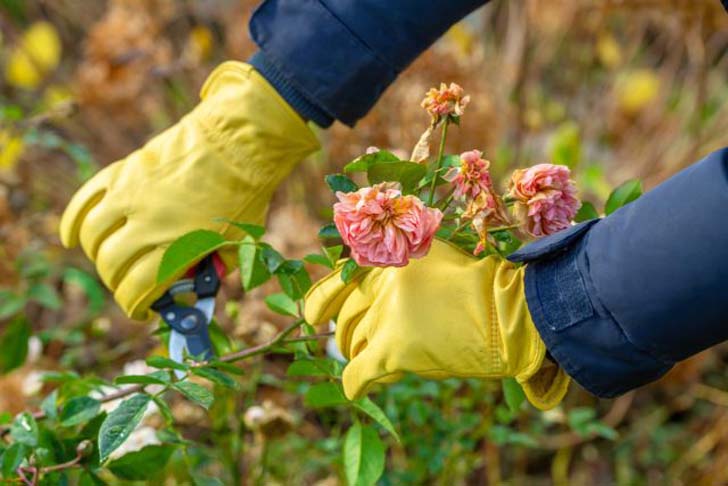 Наводим порядок в цветниках осенью: проверенный план работ для успешной зимовки растений