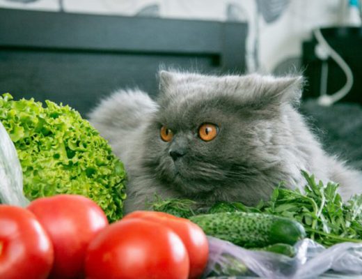 Нужны ли кошке овощи — овощная подкормка для хищника