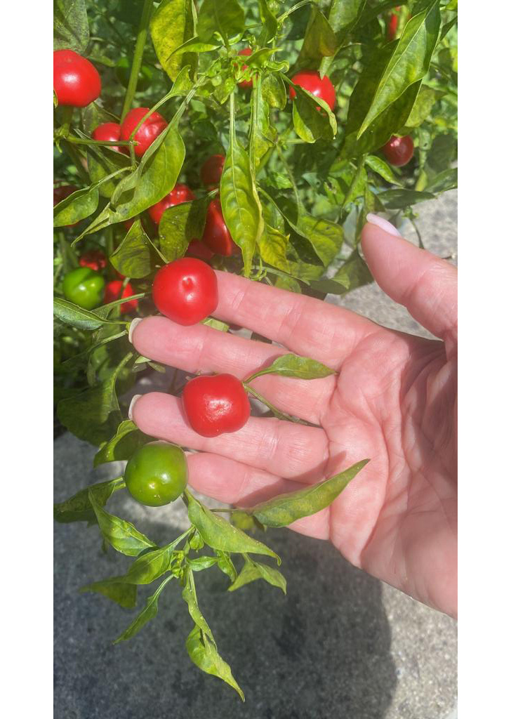 Перчик и помидоры черри в сравнении (фото из архива Е.Трифоновой, август, 2023)