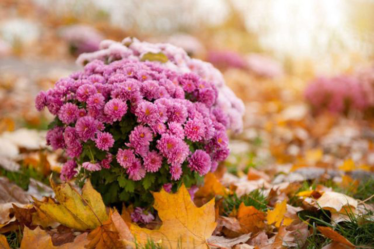 Пышный кустик хризантем как никто украсит осенний сад. © marthastewart