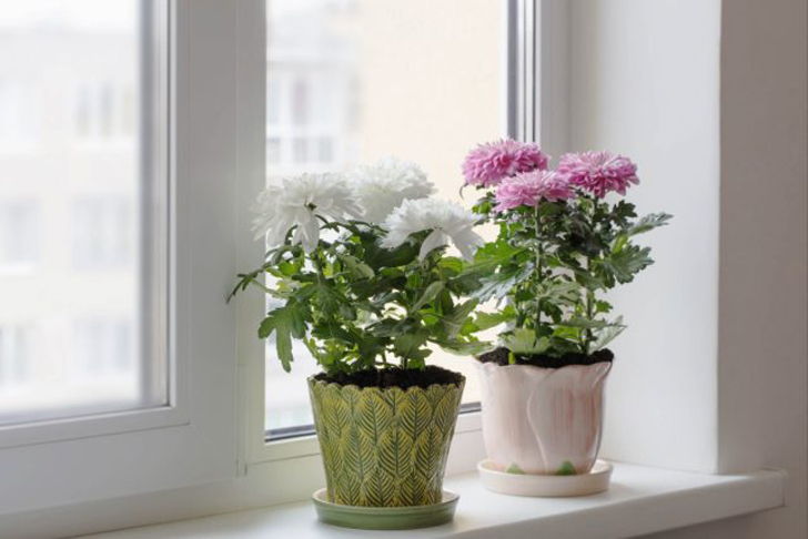 Лучше всего для хризантемы подойдут восточное и западное окна. © livspace
