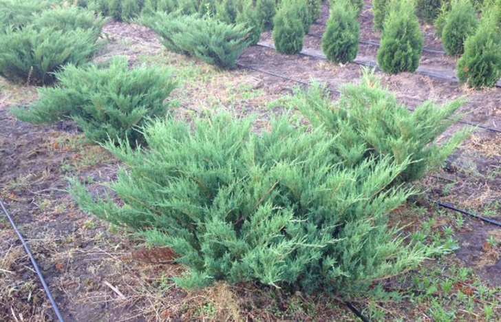 Можжевельник казацкий «Блю Донау» (Juniperus sabina ‘Blaue Donau’). © zelenyi-kapital