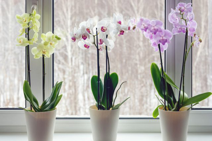 Большинство орхидей одобряет прохладу. © hunker