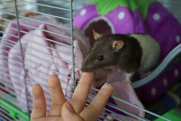 Домашние крыски, купленные у проверенного заводчика или в зоомагазине, совершенно не представляют никакой опасности. © petfixclub