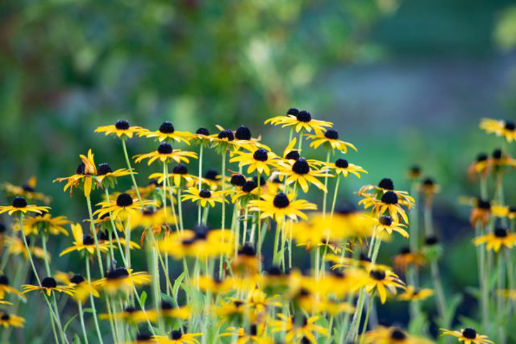 Яркие соцветия рудбекии добавят солнца в серость будней. © abladeofgrass