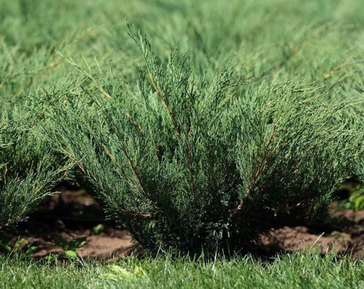 Можжевельник казацкий «Блю Спаркл» (Juniperus sabina ‘Blue Sparkle’). © green38