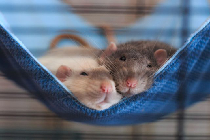 Одинокие крысы страдают от депрессии и рано умирают, поэтому стоит заводить не меньше двух сразу. © zooplus