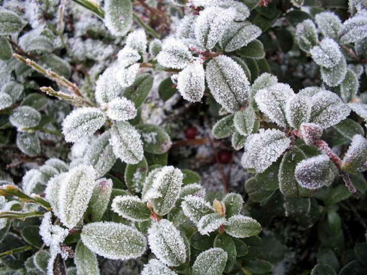 Для обильного плодоношения бруснике необходим холод и снег. © wikimedia