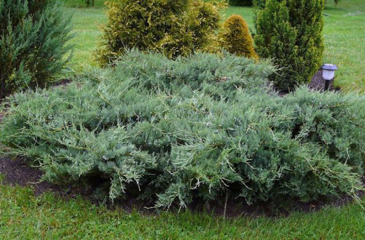 Можжевельник виргинский «Блю Клауд» (Juniperus virginiana ‘Blue Cloud’). © osta