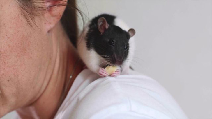 Крысы очень общительны и любят ласку, поэтому станут прекрасными компаньонами. © storyblocks