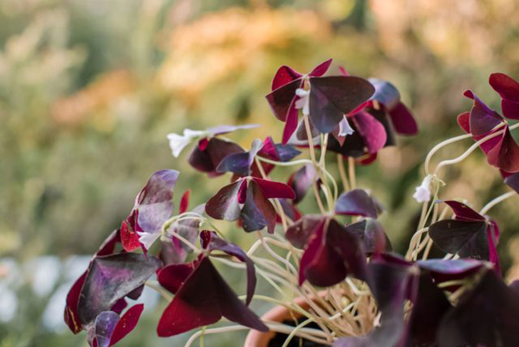 Несколько часов утреннего или вечернего солнца в день отлично подходят для поддержания яркой окраски листвы оксалиса. © thespruce