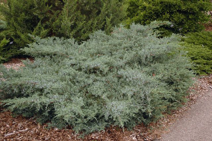 Можжевельник виргинский «Грей Оул» (Juniperus virginiana ‘Grey Owl’). © landscapeplants