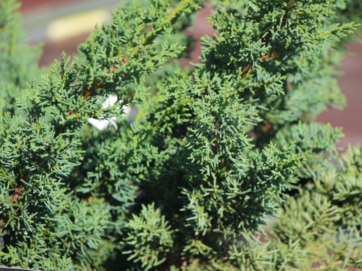 Можжевельник китайский «Блаув» (Juniperus chinensis ‘Blaauw’). © baumschule-horstmann