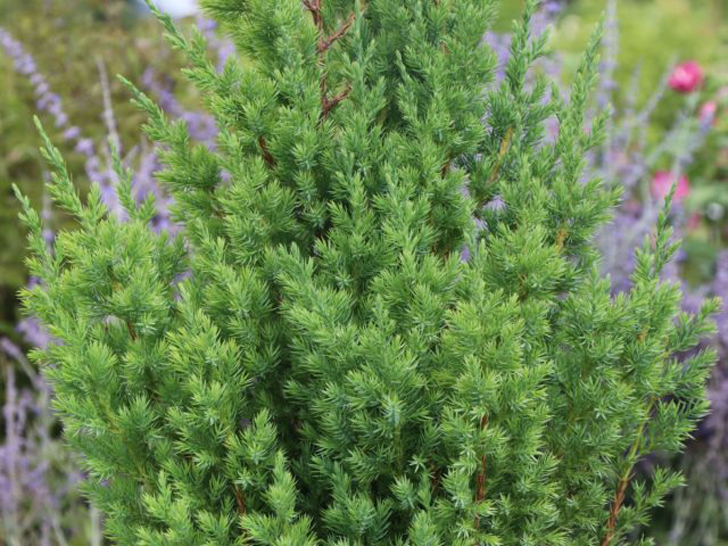 Можжевельник китайский «Стрикта» (Juniperus chinensis ‘Stricta’). © baumschule-horstmann