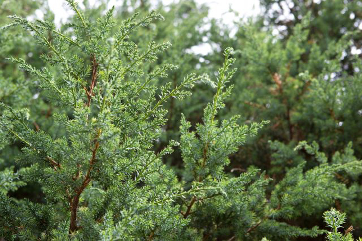 Можжевельник китайский «Блю Альпс» (Juniperus chinensis ‘Blue Alps’). © gardenersworld