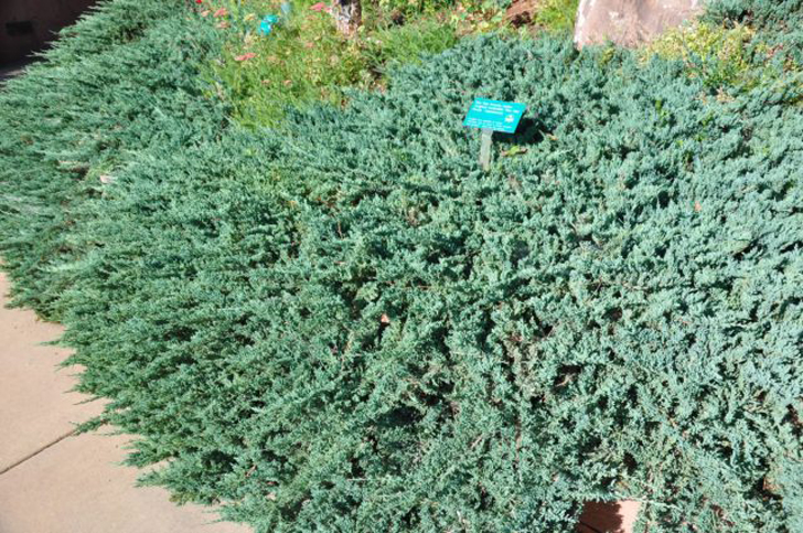 Можжевельник горизонтальный «Блю Чип» (Juniperus horizontalis ‘Blue Chip’). © plantmaster