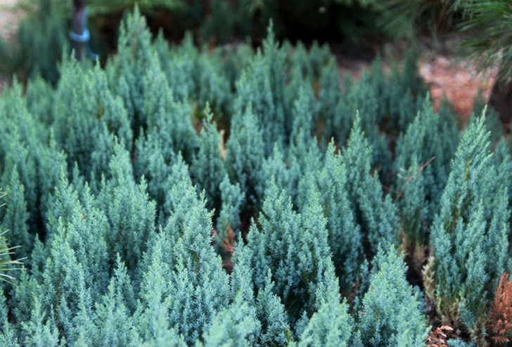 Можжевельник горизонтальный «Блю Форест» (Juniperus horizontalis ‘Blue Forest’). © moysad48