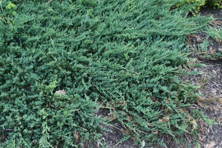 Можжевельник горизонтальный «Джейд Ривер» (Juniperus horizontalis ‘Jade River’). © wikimedia
