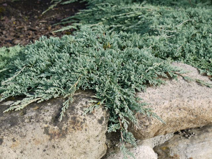 Можжевельник горизонтальный «Айси Блю» (Juniperus horizontalis ‘Icee Blue’). © Садовый центр Богородский