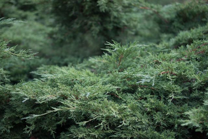 Можжевельник горизонтальный «Вилтони» (Juniperus horizontalis ‘Wiltonii’). © centrejardinbarbe