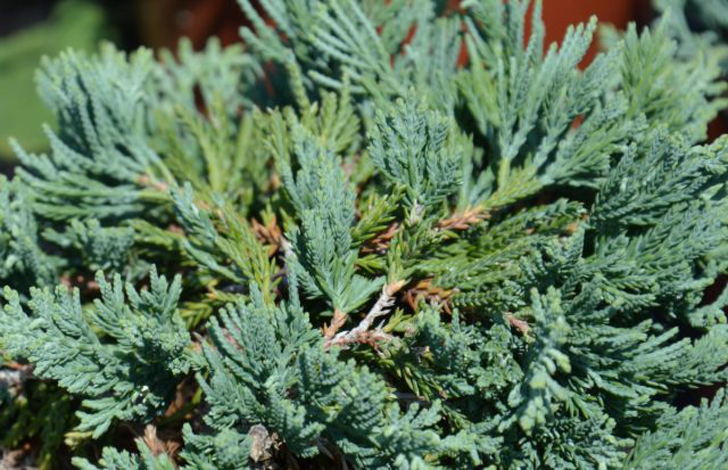 Можжевельник горизонтальный «Глаука» (Juniperus horizontalis ‘Glauca’). © vivaiofratellineri