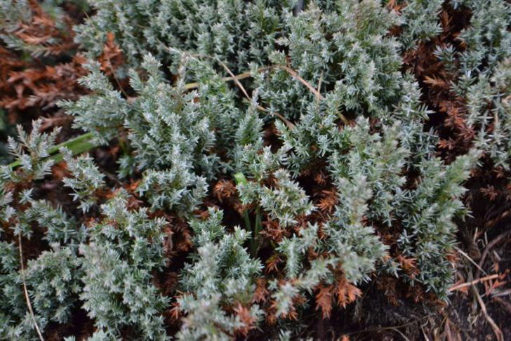 Можжевельник горизонтальный «Грей Перл» (Juniperus horizontalis ‘Grey Pearl’). © medeinos