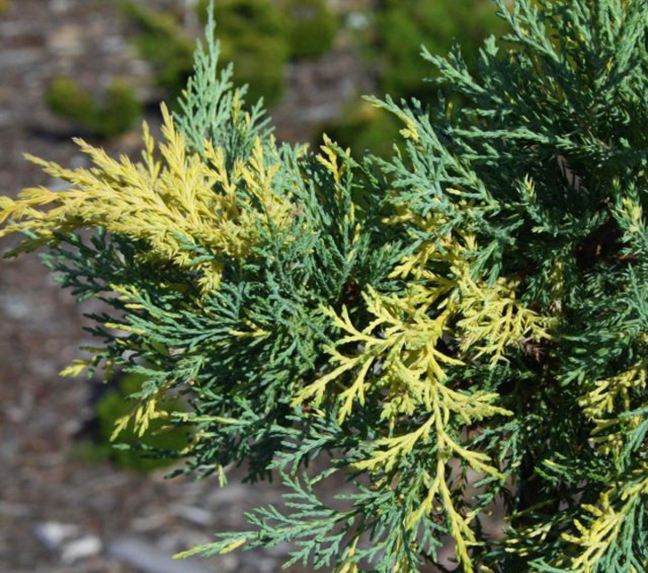 Можжевельник Пфитцера «Блю энд Голд» (Juniperus x pfitzeriana/media ‘Blue and Gold’). © taigatree