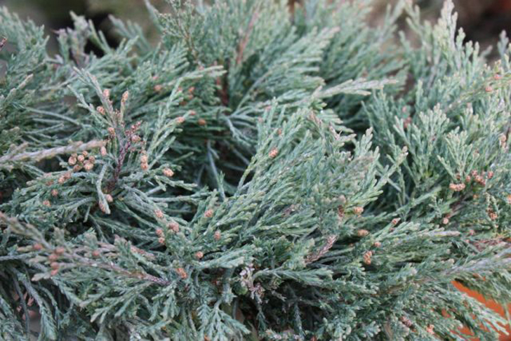 Можжевельник Пфитцера «Пфитцериана Глаука» (Juniperus x pfitzeriana/media ‘Pfitzeriana Glauca’). © mclarensnurseriesltd