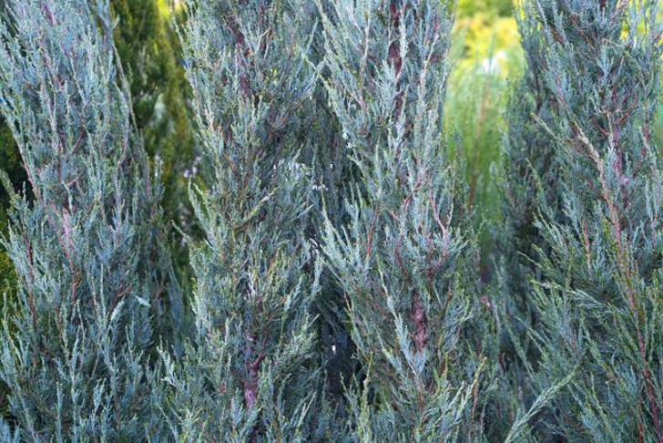 Можжевельник скальный «Скай Рокет» (Juniperus scopulorum ‘Skyrocket’). © thespruce