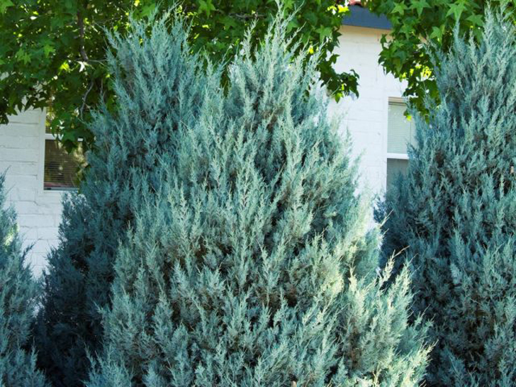 Можжевельник скальный «Вичита Блю» (Juniperus scopulorum ‘Wichita Blue’). © campbellsnursery