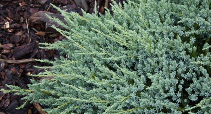 Можжевельник чешуйчатый «Блю Карпет» (Juniperus squamata ‘Blue Carpet’). © taigatree