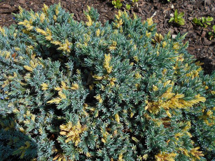 Можжевельник чешуйчатый «Флорант» (Juniperus squamata ‘Floreant’). © wikimedia