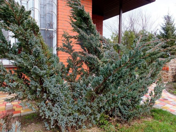 Можжевельник чешуйчатый «Мейери» (Juniperus squamata ‘Meyeri’). © marusin-sad
