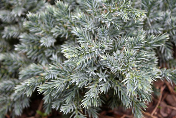 Можжевельник чешуйчатый «Ханнеторп» (Juniperus squamata ‘Hunnetorp’). © leafgarden