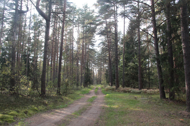 Загадочный лес (фото Василий и Дмитрий Кузьмины, сентябрь, 2023)
