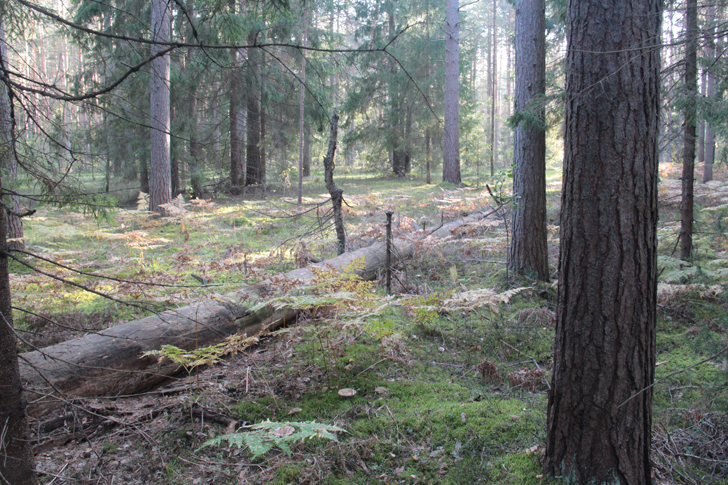 Загадочный лес (фото Василий и Дмитрий Кузьмины, сентябрь, 2023)