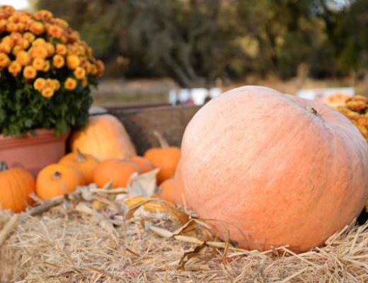 Шпаргалка на октябрь — важные садово-огородные дела. © groworganic