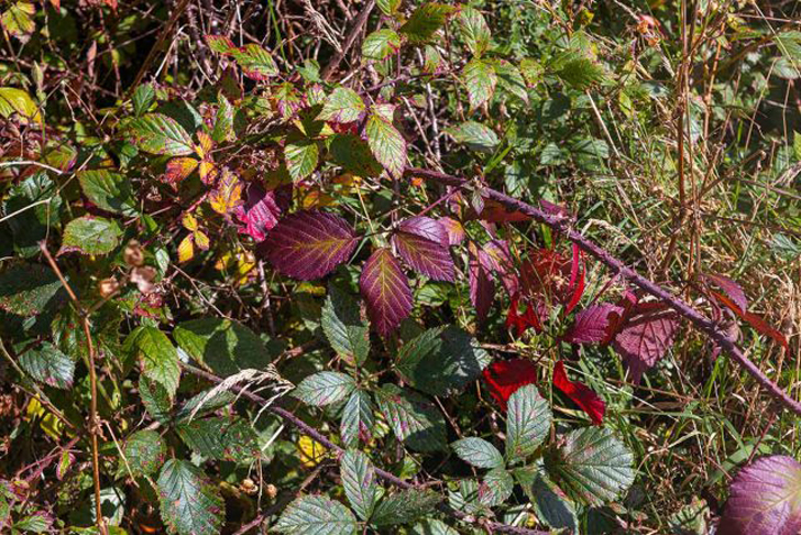 Очень важно опрыскивание фунгицидами осенью, чтобы сохранить кусты ежевики здоровыми. © gardenerspath