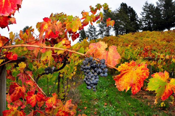 Плотный рост винограда приводит к плохой циркуляции воздуха, что способствует развитию грибных заболеваний на лозе. © georgianjournal