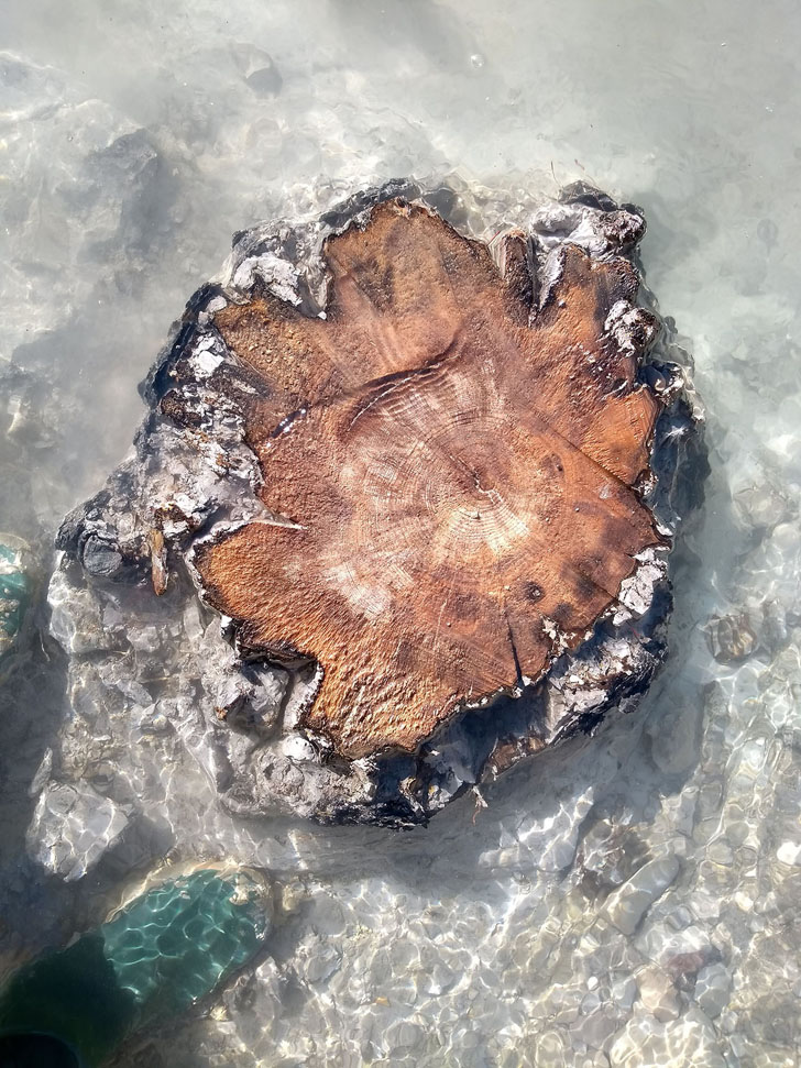 Одно из древних деревьев на берегу реки Друза, в кольцах которого выявлен всплеск содержания радиоуглерода, датируемый 14,3 тысячи лет назад. Credit: Cécile Miramont
