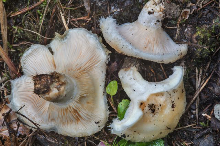 Груздь водянистозоновый (Lactarius aquizonatus). © mushrooms