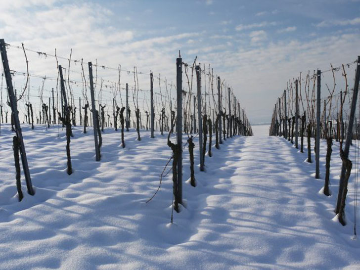 Лучшее время для укрытия лоз винограда на зиму – октябрь. В течение 3-5 дней должна быть температура от –5° до –8° (но не больше –10°). © evineyardapp