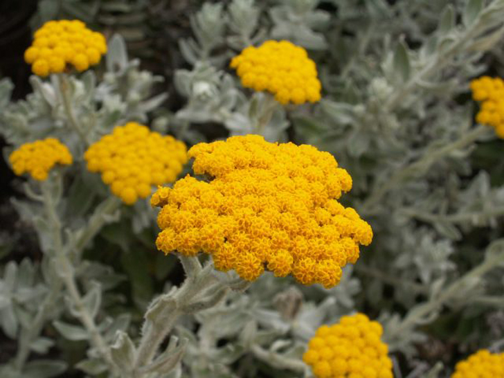 Гелихризум (Helichrysum). © wikipedia
