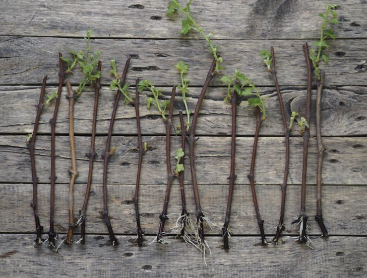 Размножить виноград черенками очень просто. В качестве материала используют побеги, растущие из однолетней древесины. © practicalselfreliance