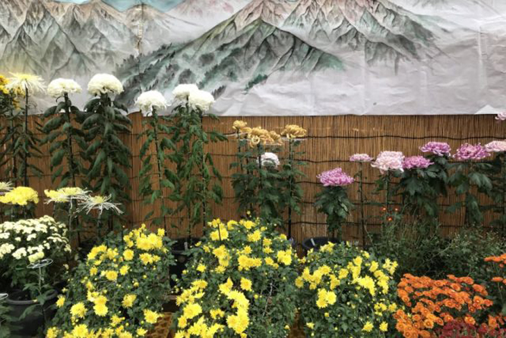 В Китае девятый месяц по лунному календарю посвящен хризантеме, а растения, собранные в девятый день девятого месяца, обладают особой магической силой. © japantravel