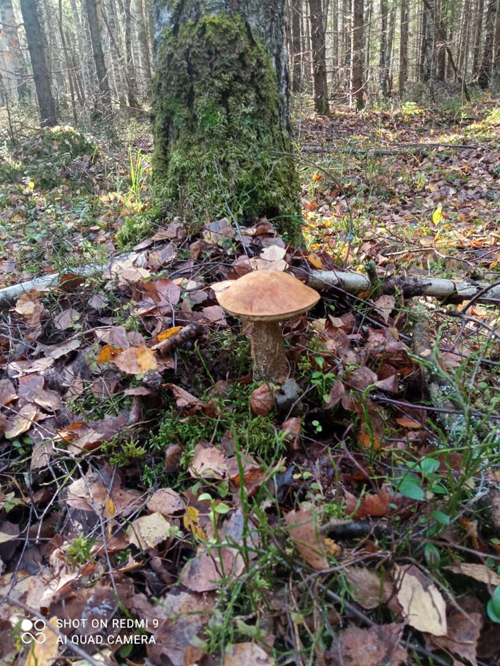 Сезон грибов закрыл (фото Д.Бондаренко, октябрь, 2023)