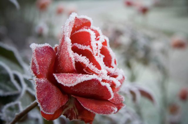 Там, где розы будут зимовать под укрытием, в сухую и слабоморозную погоду пора заняться упаковкой. © theforestflower