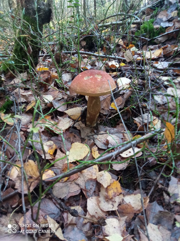 Сезон грибов закрыл (фото Д.Бондаренко, октябрь, 2023)