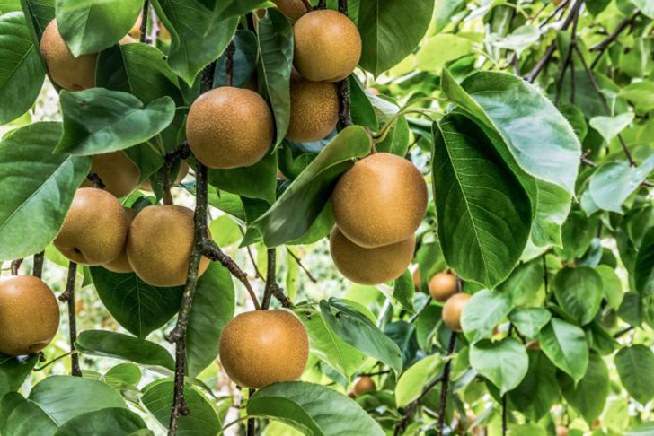 «Нэши» (‘Nashi’), позиционируемый как яблочно-грушевый гибрид, в действительности является сортом груши грушелистной. © ktchnrebel